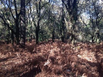 Trees in forest