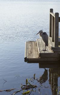 Gray heron perching on lake