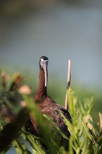 Close-up side view of a bird on land