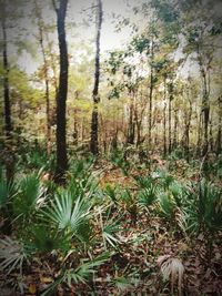 Plants and trees in forest