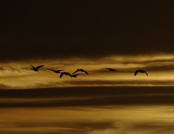 Silhouette birds flying against sky during sunset