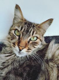 Close-up portrait of a cat