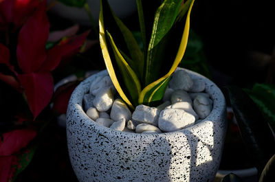 Close-up of potted plant