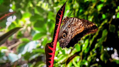 Close-up of butterfly