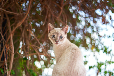 Portrait of cat by tree against plants