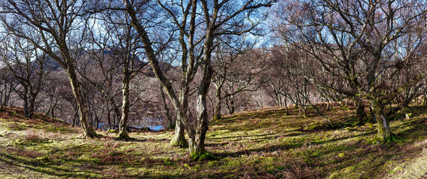 Bare trees in forest