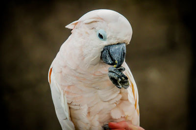 Close-up of parrot perching outdoors