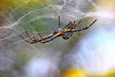 Close-up of spider on web