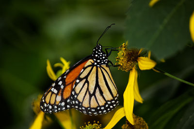 Close-up of butterfly pollinating on flower