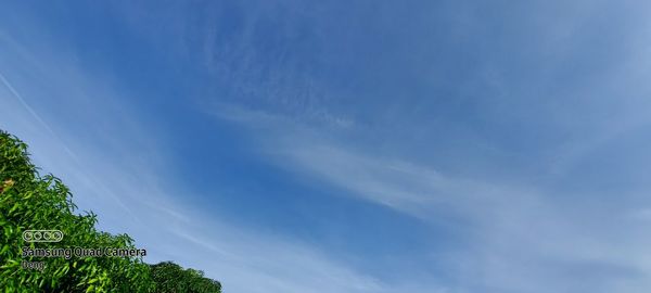 Low angle view of trees against blue sky