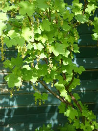 Close-up of fresh green tree