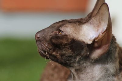 Ina the cornish rex 