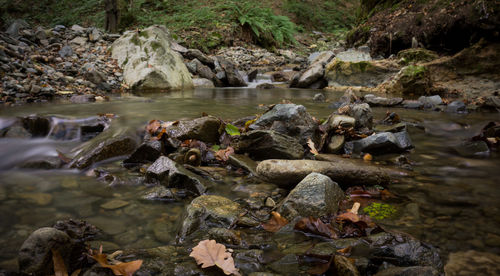 Ducks on rock by river