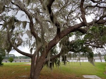 Trees on field in park