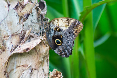 Close-up of butterfly on plant