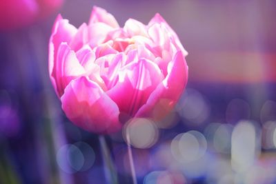 Close-up of pink flowering plant