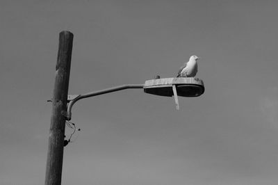 Low angle view of seagull perching on street light against sky