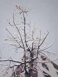 Low angle view of bare tree against clear sky