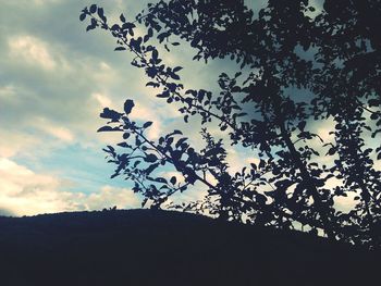 Low angle view of trees against cloudy sky