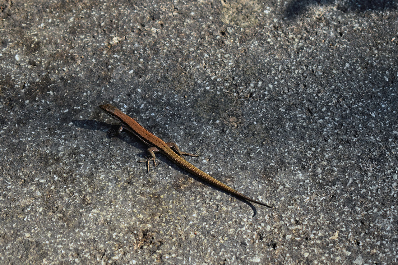 HIGH ANGLE VIEW OF GRASSHOPPER