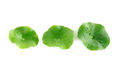 Close-up of green leaves against white background