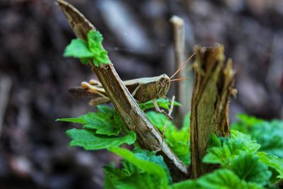 Close-up of fresh green plant on field
