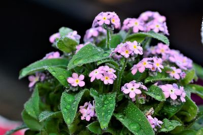 Close-up of pink flowering plant