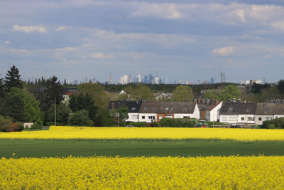 rapeseed