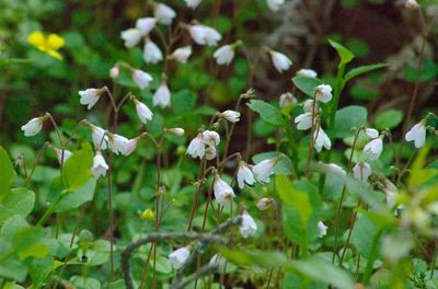 Close-up of white flowering plants on field