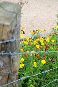 Close-up of yellow flowers