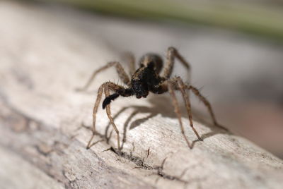 Close-up of insect