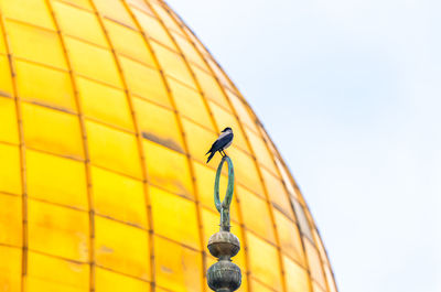 Low angle view of bird perching on yellow wall