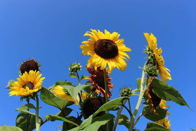 Low angle view of sunflowers against clear blue sky