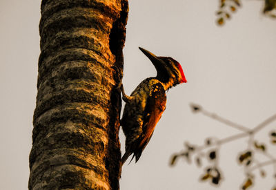 Low angle view of bird perching on tree against sky