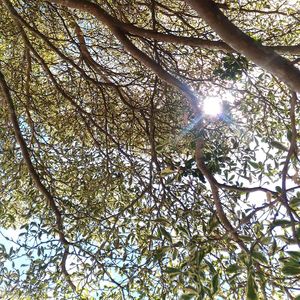 Low angle view of trees