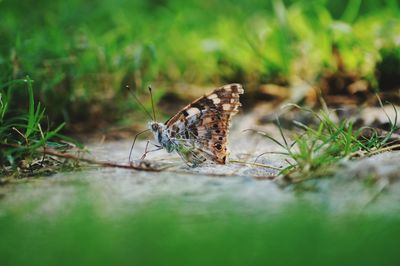 Close-up of butterfly on grass