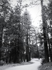 Trees in forest