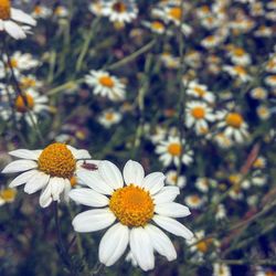 Close-up of white daisy flower