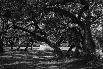 Trees on field in park