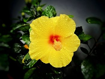 Close-up of yellow flower