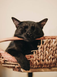 Portrait of cat relaxing in basket at home