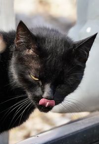 pet