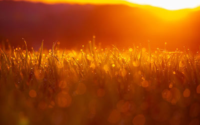 Beautiful fresh spring grass growing in the meadow during sunrise.