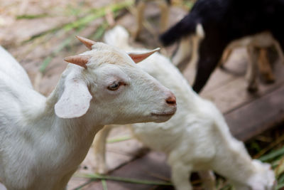 View of a sheep on field