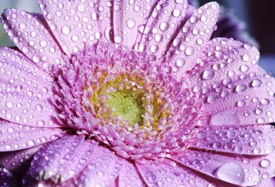 Close-up of water drops on pink flower