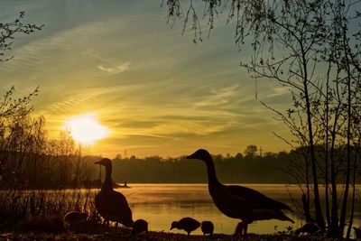 Silhouette birds on lake against sky during sunset