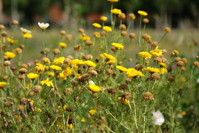 Close-up of yellow flowers on field