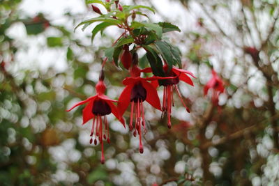 Close-up of red flowers blooming on tree