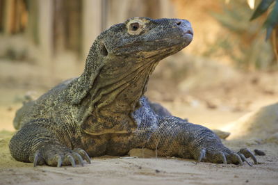 Close-up of an animal