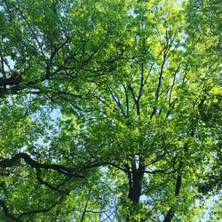 Low angle view of trees